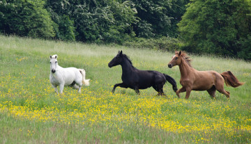 Картинка животные лошади трио гнедой вороной белый