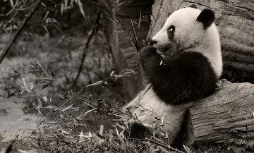 Картинка животные панды ветки чёрно-белая
