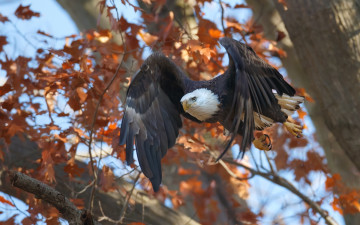 Картинка животные птицы хищники белоголовый орлан полёт дерево осень