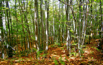 Картинка природа лес листва осины папоротник