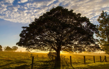 Картинка природа деревья свет крона дерево изгородь трава поле