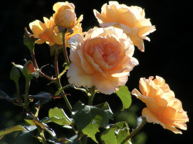 Обои картинки фото цветы, розы, розовый, куст, бутоны, макро
