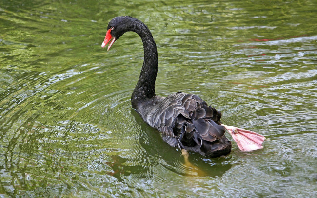 Обои картинки фото black, swan, животные, лебеди, черный, лебедь