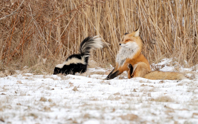 Обои картинки фото животные, разные, вместе, скунс, лиса, ситуация, зима, снег, камыш