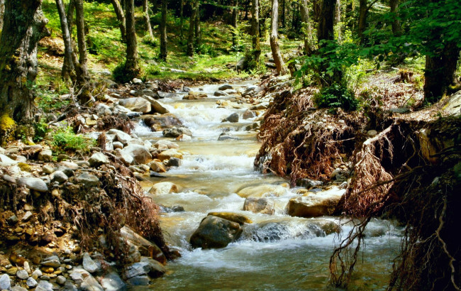 Обои картинки фото природа, реки, озера, камни, корни, река, лес