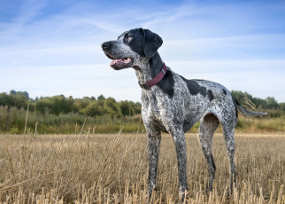 Картинка животные собаки охотничий пес