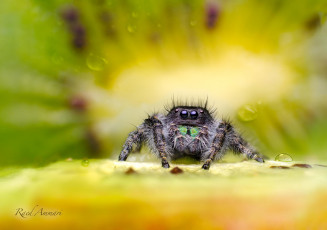 Картинка животные пауки кроха насекомое макро киви фрукты паучек паук сидит