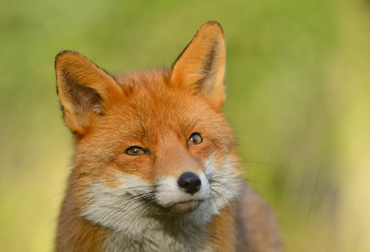 Картинка животные лисы лис лиса смотрит взгляд