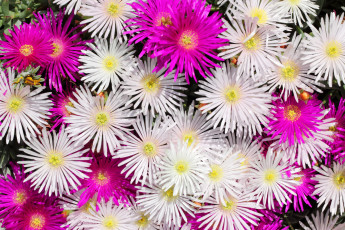Картинка цветы аизовые ромашки mesembryanthemum много