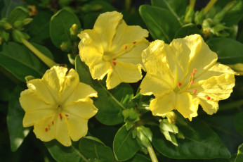 Картинка цветы мирабилис+ ночная+красавица желтый
