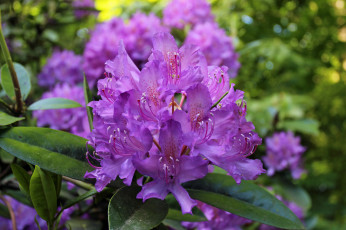 Картинка цветы рододендроны+ азалии лиловый