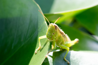 Картинка животные кузнечики +саранча зелёный кузнечик ярко солнечно насекомое