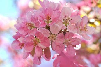Картинка цветы цветущие+деревья+ +кустарники веточка вишня