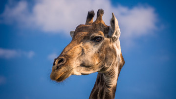 Картинка животные жирафы портрет жирафа жираф небо