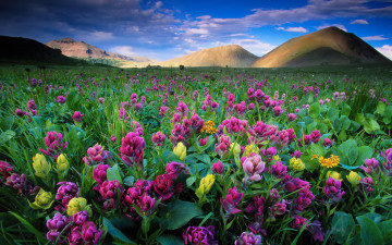Картинка цветы луговые+ полевые +цветы холмы colorado state forest park небо облака parks american lakes area usa