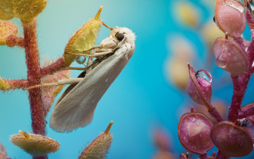 Картинка животные бабочки капли моль бабочка растение
