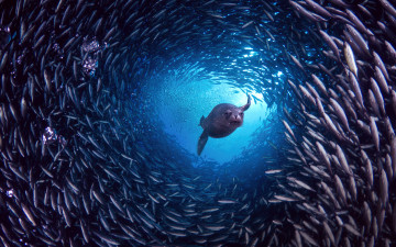 Картинка животные разные+вместе галапагосские острова остров санта-крус галапагосский морской лев рыба