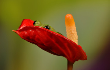 Картинка животные лягушки тычинка цветок спряталась лягушка