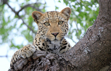 обоя животные, леопарды, sight, леопард, дерево, tree, leopard, отдых, взгляд, rest
