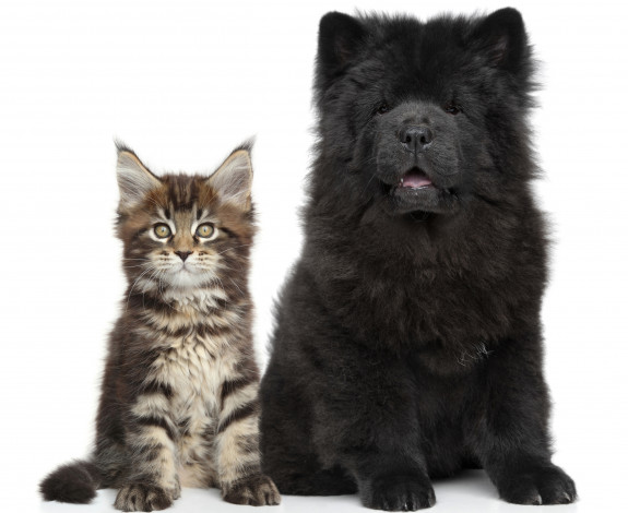 Обои картинки фото животные, разные вместе, котенок, щенок