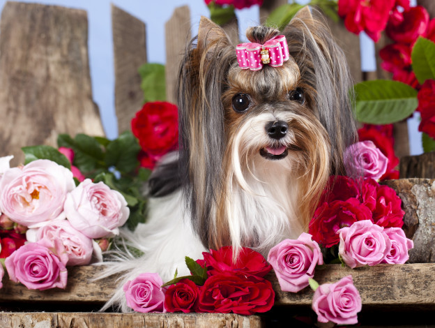 Обои картинки фото животные, собаки, собака, девочка, цветы, бантик, заколка, розы