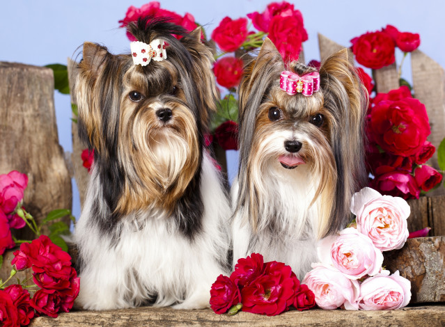 Обои картинки фото животные, собаки, заколка, розы, цветы, бантик, девочки