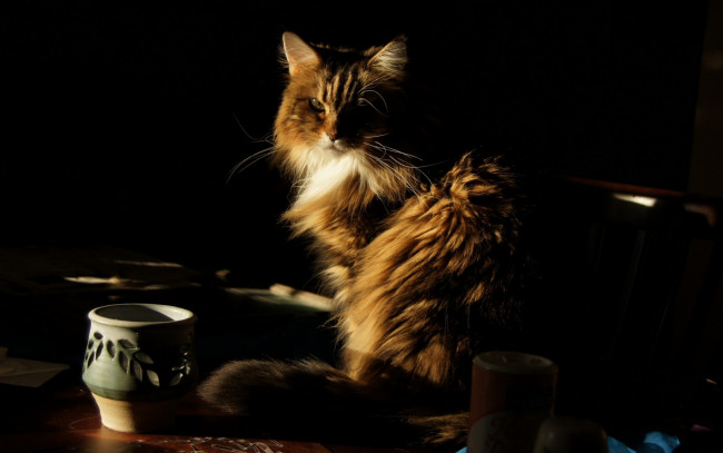 Обои картинки фото животные, коты, ваза, стол, взгляд, кошка