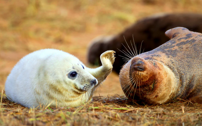 Обои картинки фото животные, тюлени,  морские львы,  морские котики, мама, морской, котик, детёныш