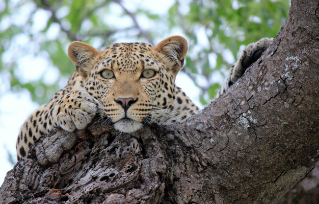 Обои картинки фото животные, леопарды, отдых, взгляд, леопард, дерево