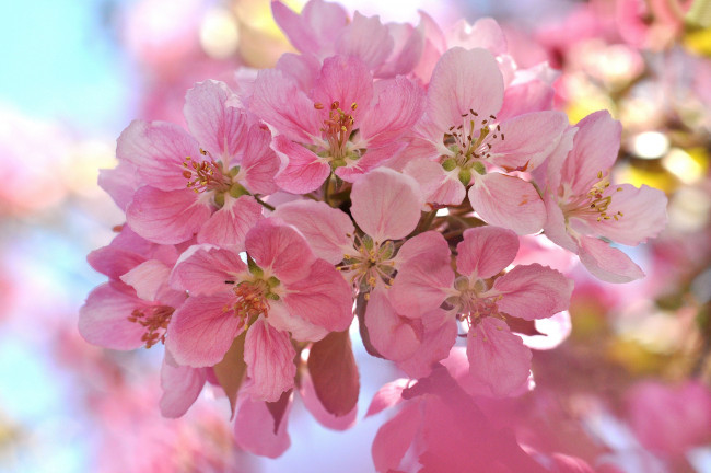 Обои картинки фото цветы, цветущие деревья ,  кустарники, веточка, вишня