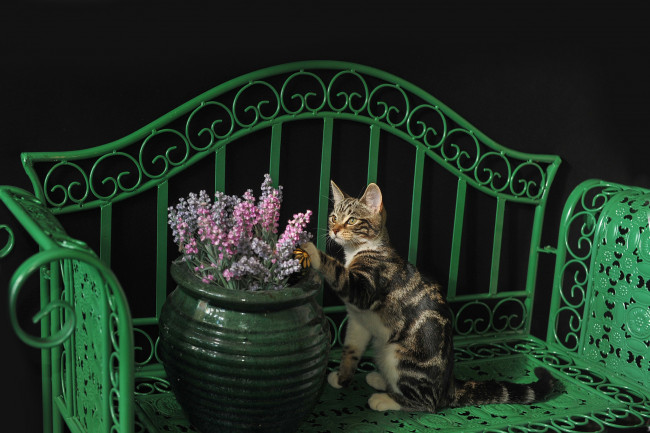 Обои картинки фото животные, коты, кот, ваза, скамейка