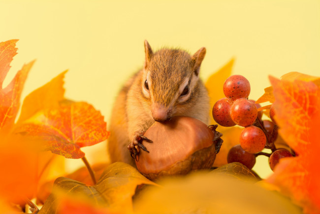 Обои картинки фото животные, бурундуки, бурундук, ягоды, зимний, припас, орех, веточка, листья, осень