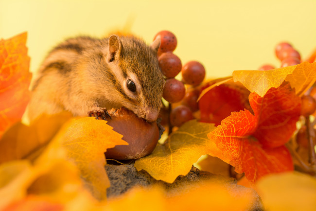 Обои картинки фото животные, бурундуки, орех, бурундук, ягоды, веточка, осень, листья, зимний, припас
