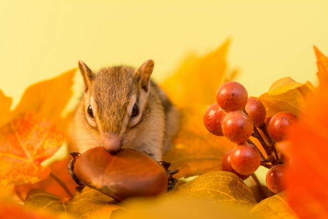 Обои картинки фото животные, бурундуки, осень, зимний, припас, орех, бурундук, листья, ягоды, веточка