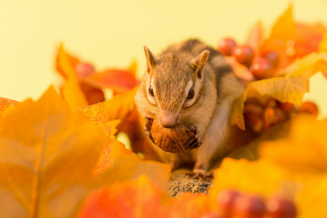 Обои картинки фото животные, бурундуки, веточка, листья, осень, ягоды, бурундук, орех, зимний, припас