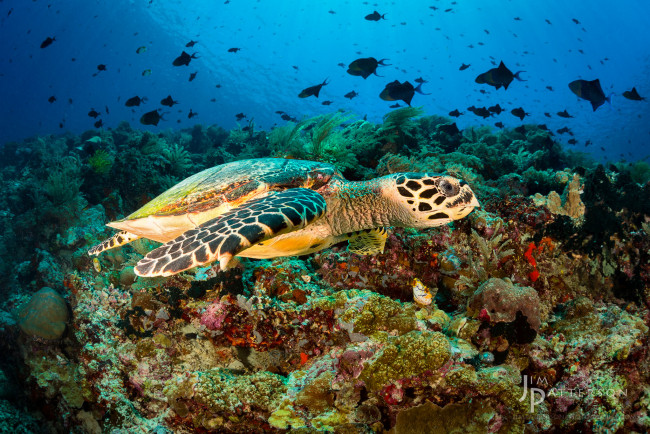 Обои картинки фото животные, Черепахи, черепаха, кораллы, рыбы, подводный, мир