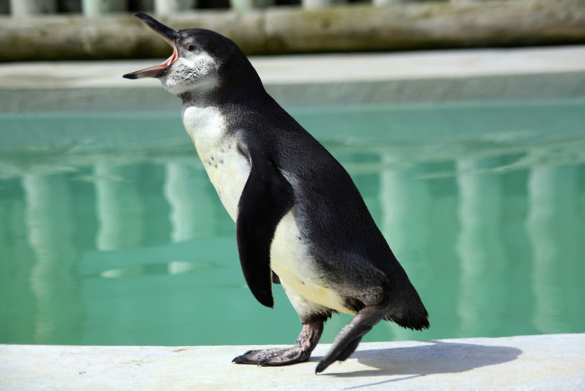 Обои картинки фото животные, пингвины, бассейн, пингвин