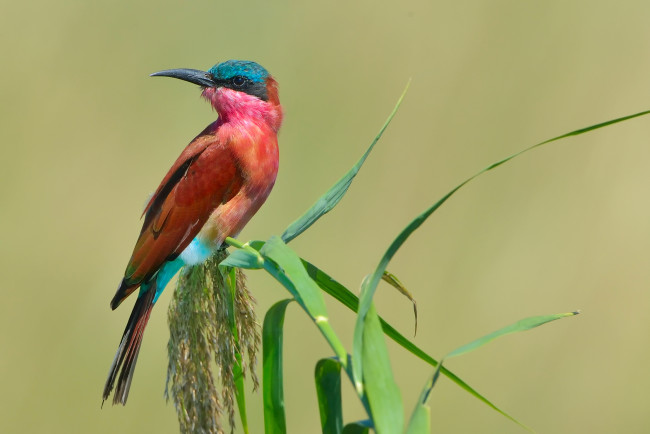 Обои картинки фото животные, щурки , пчелоеды, formerly, carmine, bee-eater, southern, пчелоедка, щурка, птица, merops, nubicoides