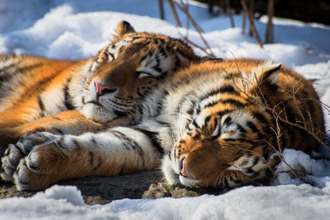 Обои картинки фото животные, тигры, отдых