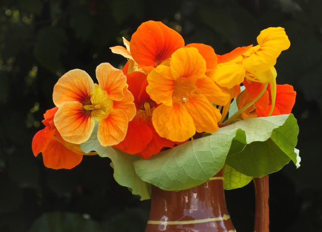Обои картинки фото цветы, настурции, оранж