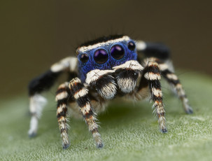 Картинка животные пауки взгляд лапки паук джампер макро