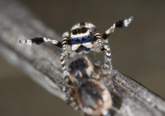 Картинка животные пауки танец лапки джампер паук