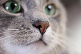 Картинка животные коты нос макро глаза кошка кот