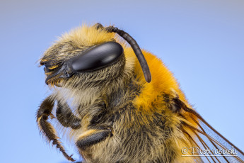 Картинка животные пчелы +осы +шмели фон макро портрет