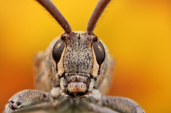 Картинка животные насекомые макро фон насекомое