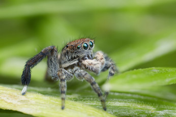 Картинка животные пауки джампер лапки паук