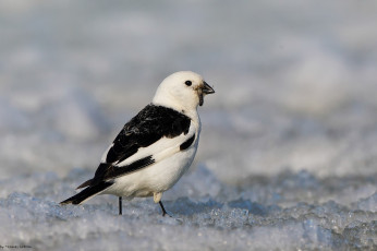 Картинка животные птицы птица снег