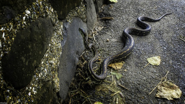 Картинка животные змеи +питоны +кобры змея рептилия snake reptile