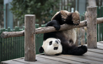Картинка животные панды игра панда медведь