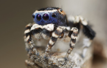Картинка животные пауки лапки паук джампер
